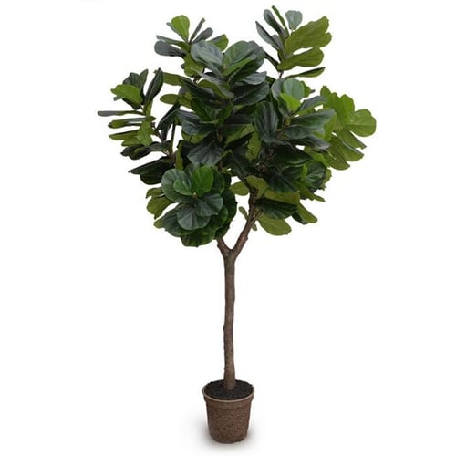 10.5' Fiddle Leaf Tree