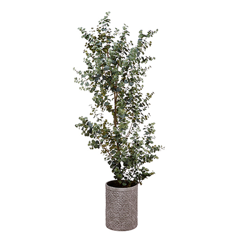 8' Eucalyptus