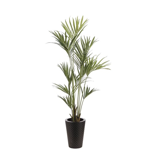 Kentia 8' Palm