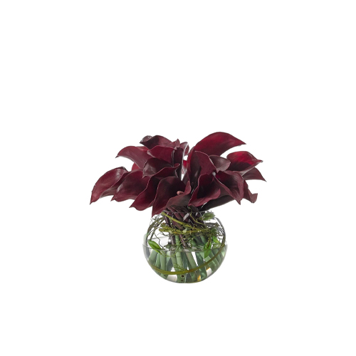 Purple Calla Lilly