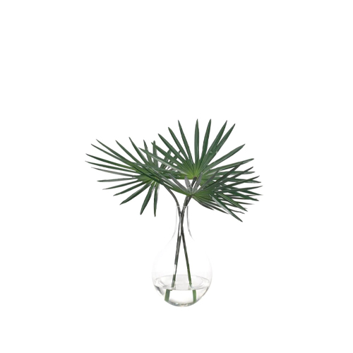 Fan Palm in Vase
