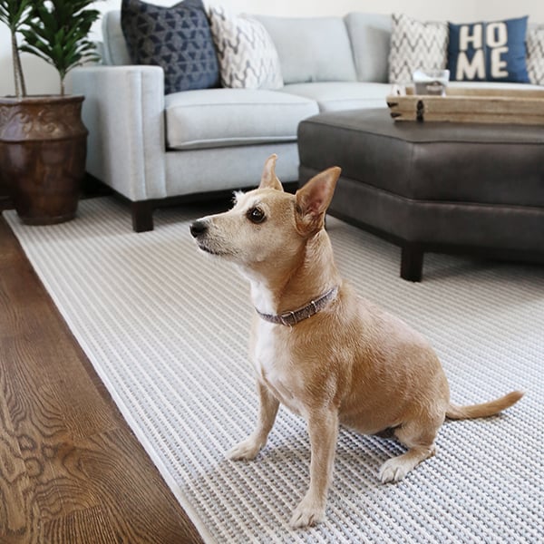 Family Puppy in the Family Room
